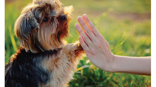 A small, fluffy dog giving a paw to a human hand for a high-five in a sunlit grassy area.