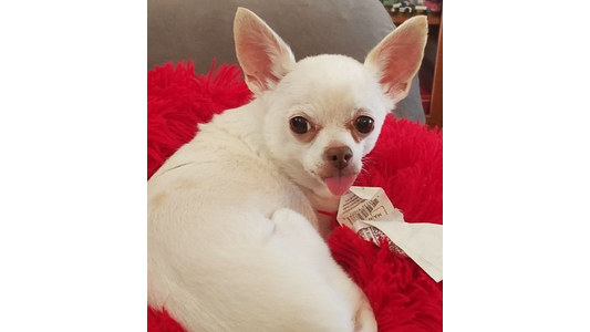 A small white dog with large ears lies on a red fluffy blanket, looking back with its tongue out slightly.