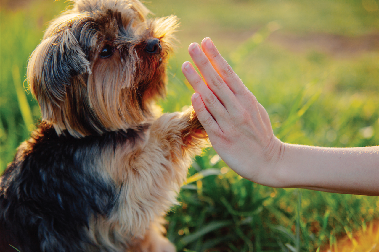 A small Yorkshire Terrier giving a high-five with a human hand in a grassy outdoor setting.