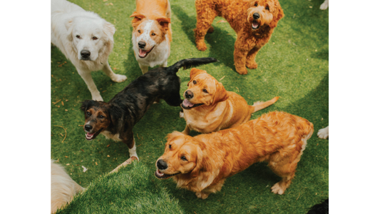 A group of happy dogs of various breeds and colors standing on green grass, looking up with playful expressions.