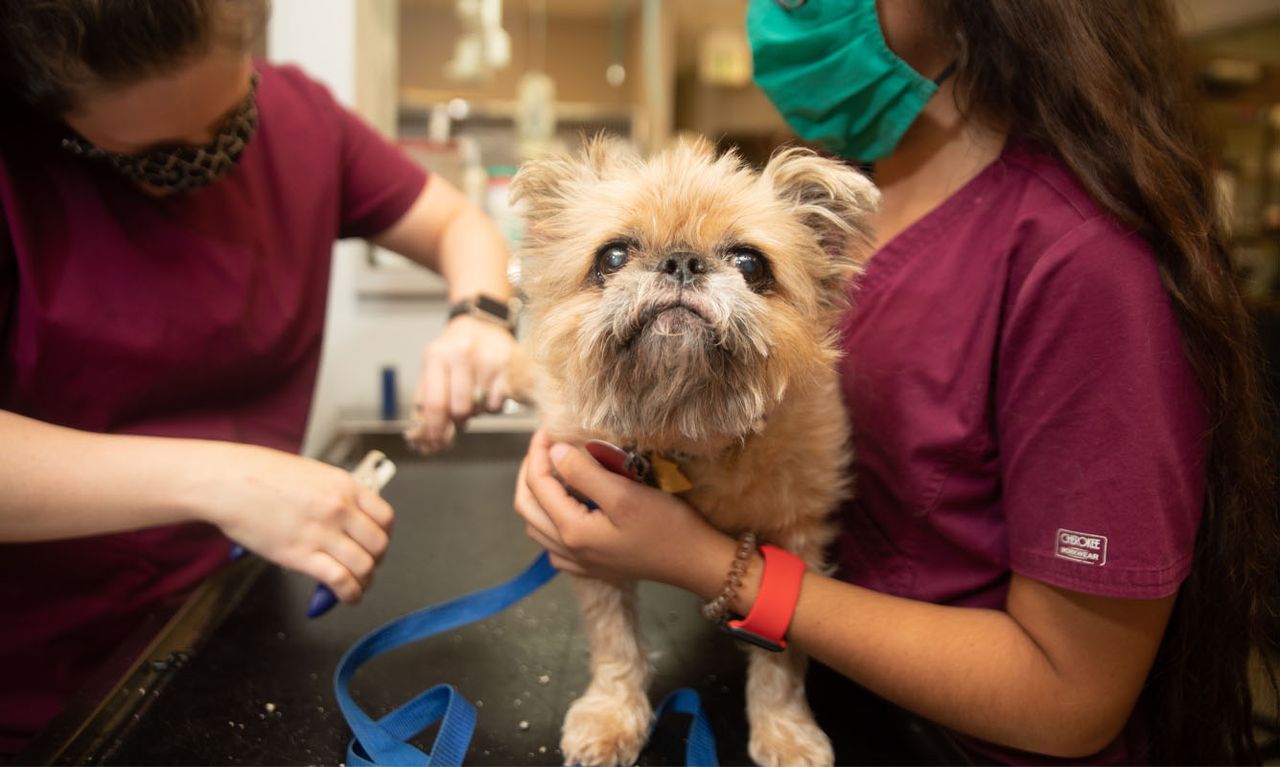 dog is being cared by staff