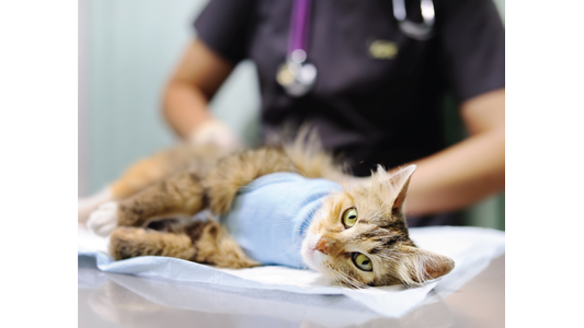 Cat Laying On Medical Table