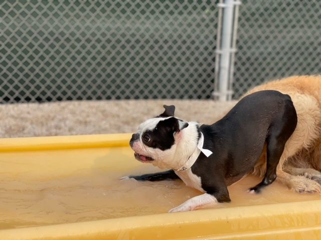 Boston Terrier sliding down a yellow water slide, looking playful, with a chain-link fence in the background.