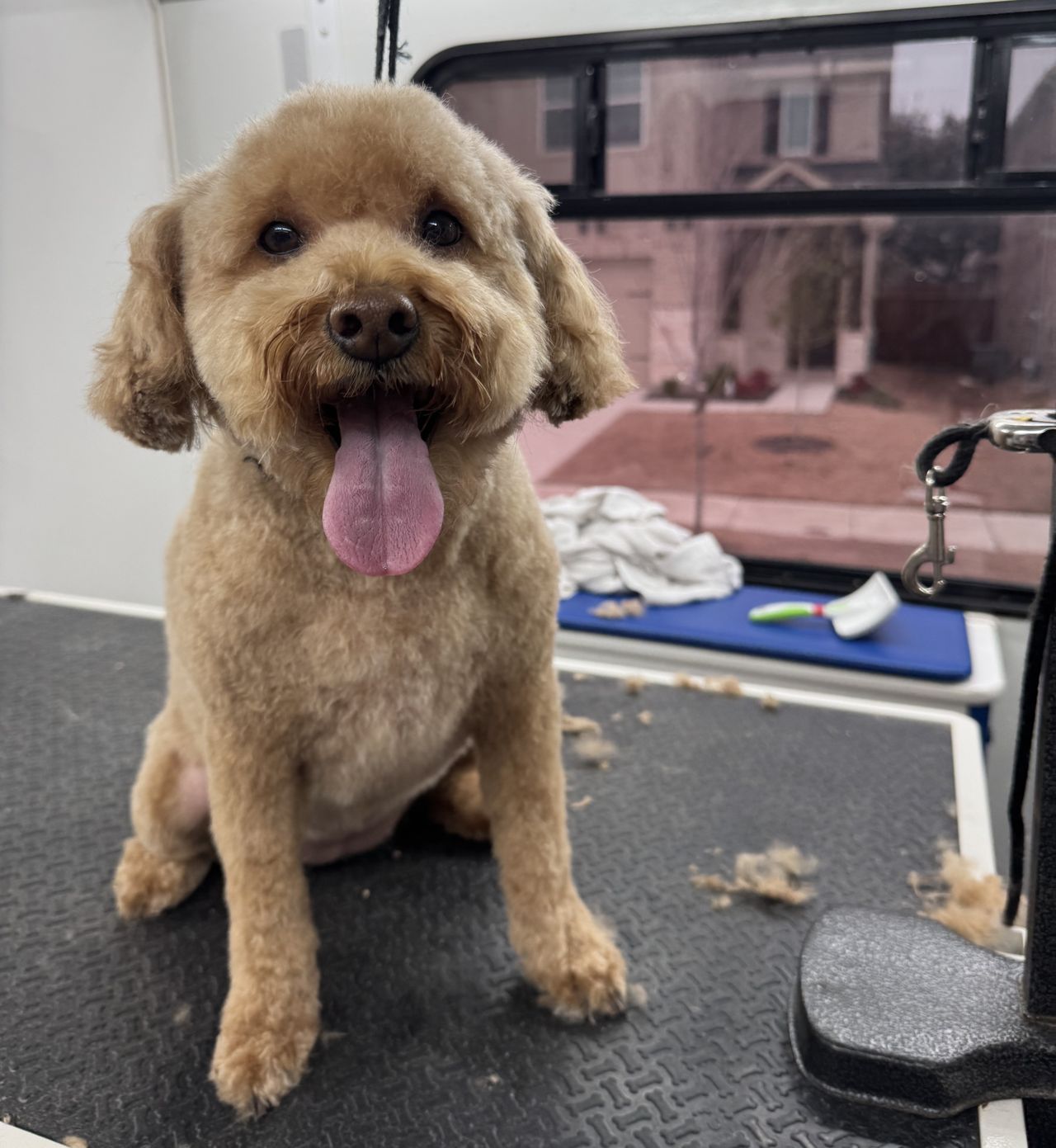 dog