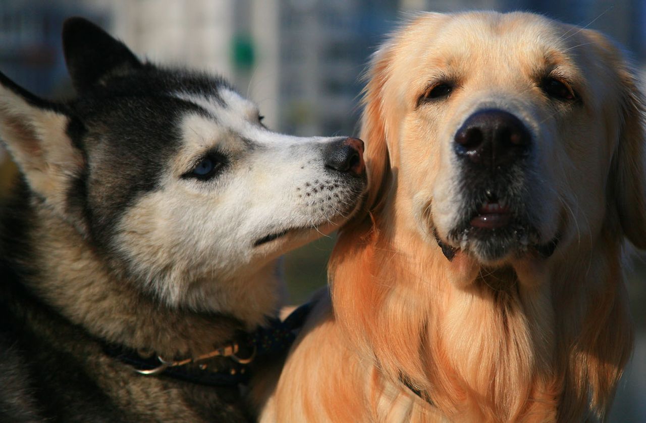 A Husky and a Golden Retriever sitting closely together, the Husky appearing to whisper to the Retriever in an outdoor setting.