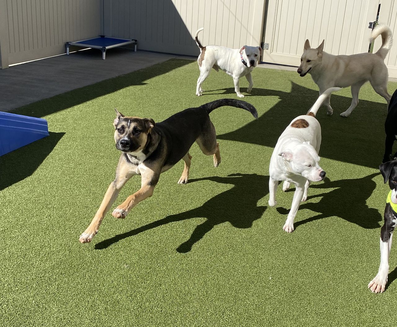 Energetic dogs running and playing outside on artificial turf in a dog daycare play yard