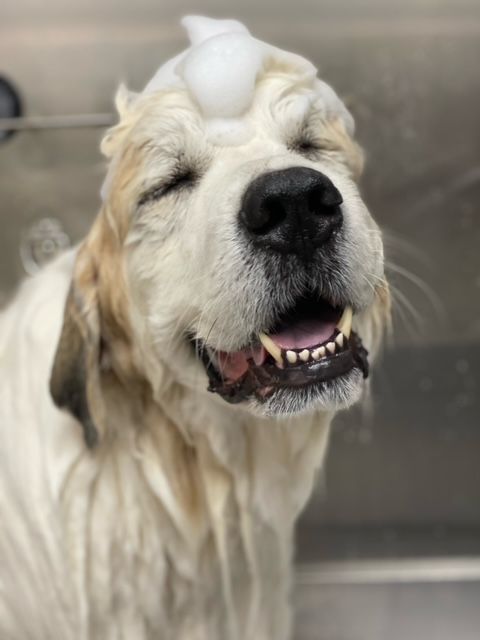 A fluffy dog with eyes closed, looking content and happy, covered in soap suds during a bath.