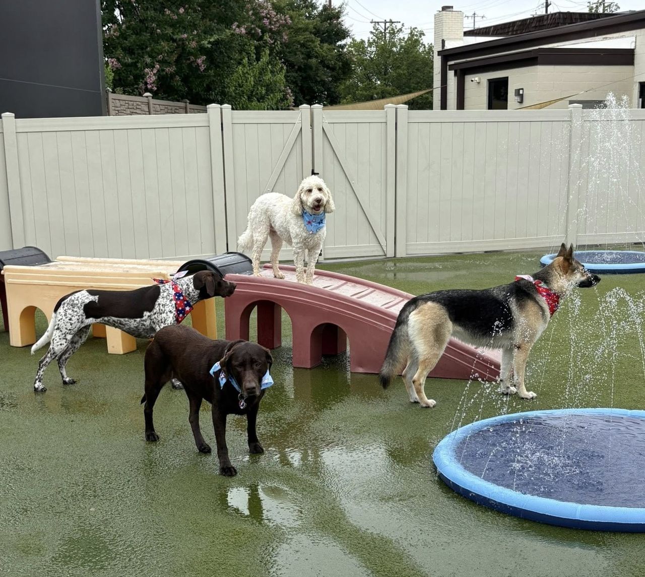 Four dogs playing in a fenced yard, with one on a play bridge and others near a splash pad, all wearing colorful bandanas.