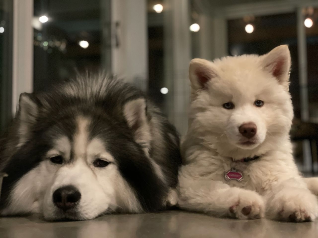 Husky pups laying down