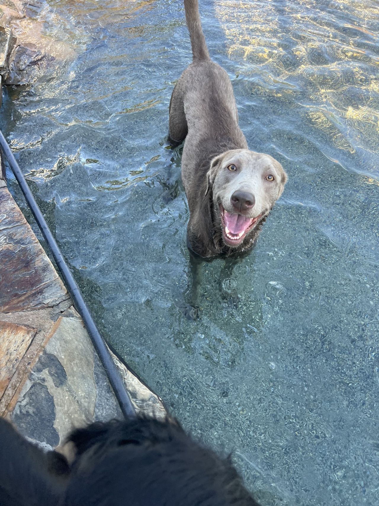 A smiling gray dog standing in clear, shallow water near a stone edge, looking up playfully.