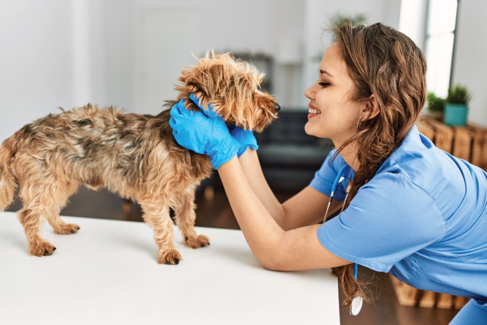 A smiling female veterinarian wearing blue scrubs and blue gloves gently holds the face of a small, shaggy brown dog standing on a white examination table