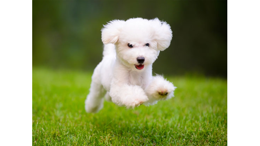 A fluffy white puppy joyfully running and leaping on green grass, against a blurred background.