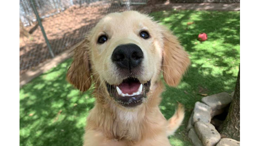 A happy golden retriever puppy with a big smile stands on grass near a tree and a red ball.