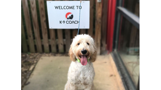 Fluffy white dog with a long tongue sits under a "Welcome to K-9 Coach" sign, near a wooden fence and glass wall.