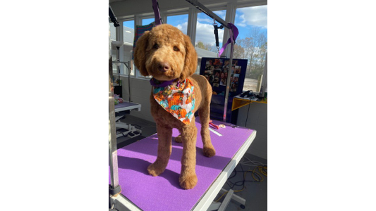 A groomed brown poodle with a colorful bandana stands on a purple grooming table in a well-lit room.