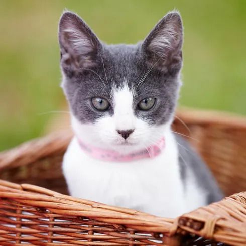 Gray and white kitten with a pink collar sitting in a wicker basket, looking directly at the camera with a green background.