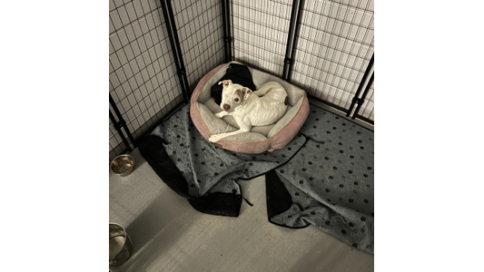 A white dog lies curled up in a pink and gray pet bed inside a kennel, surrounded by a black and gray blanket on the floor.