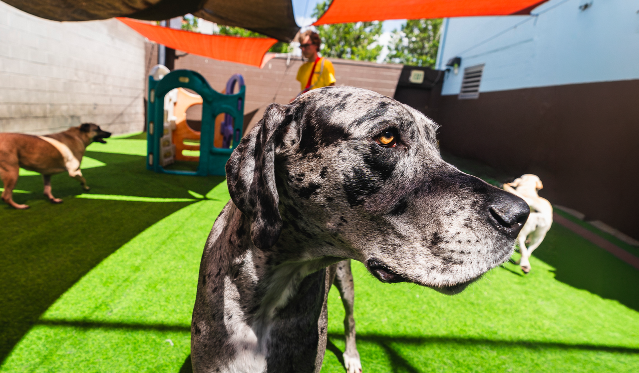 Large gray dog with black spots on a sunny outdoor play area with other dogs and a person in the background near a play structure.