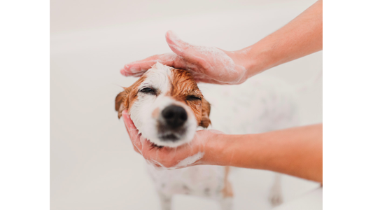 A dog being bathed, with hands gently massaging shampoo into its fur. The dog appears relaxed with closed eyes, enjoying the wash.