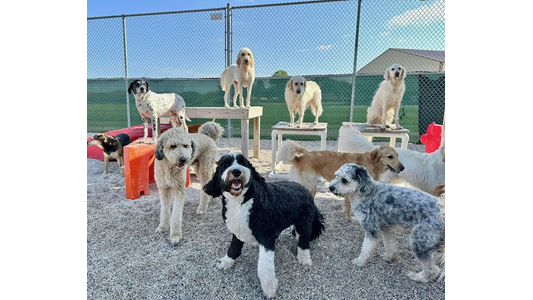A group of various dogs playing outside in a fenced area, with some standing on elevated platforms and others on the ground.