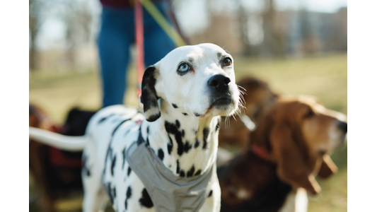 Dalmatian with a harness looking up, standing outdoors with other dogs and a person in the background.