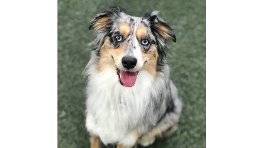 Dog Gallery