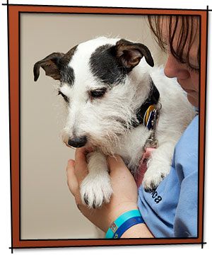 A person in a blue shirt gently holds a small white and black dog, showing a tender moment between the two.