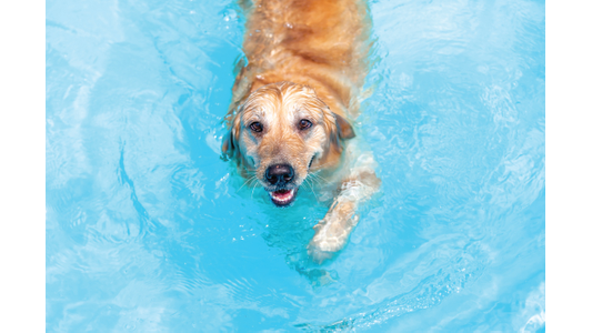 Golden retriever swimming in a bright blue pool, looking up with its mouth slightly open.