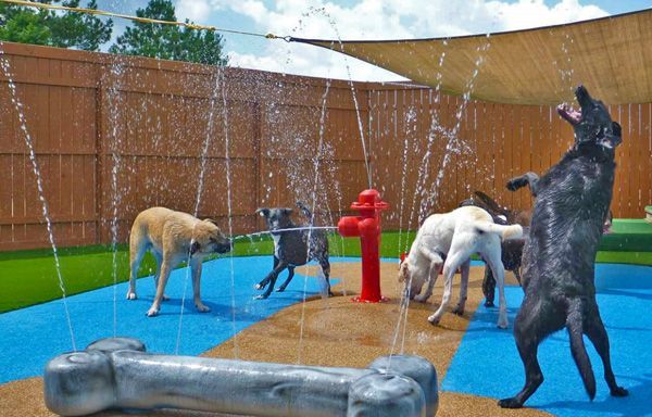 Dogs playing in a water park with sprinklers, some drinking and one jumping, surrounded by a fenced area and shaded by a canopy.