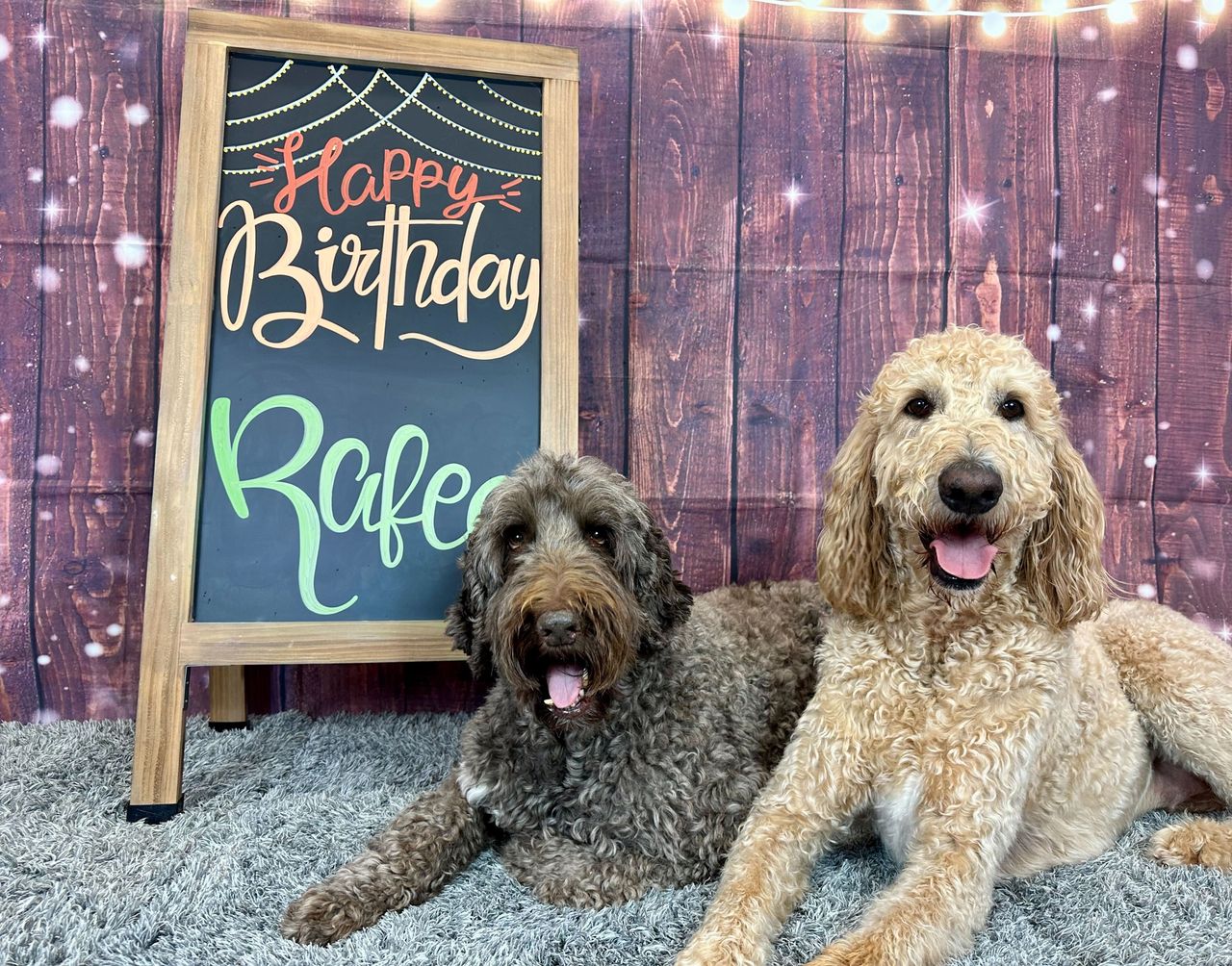 Two dogs, one dark and one light, sitting in front of a chalkboard sign that reads "Happy Birthday Rafe.