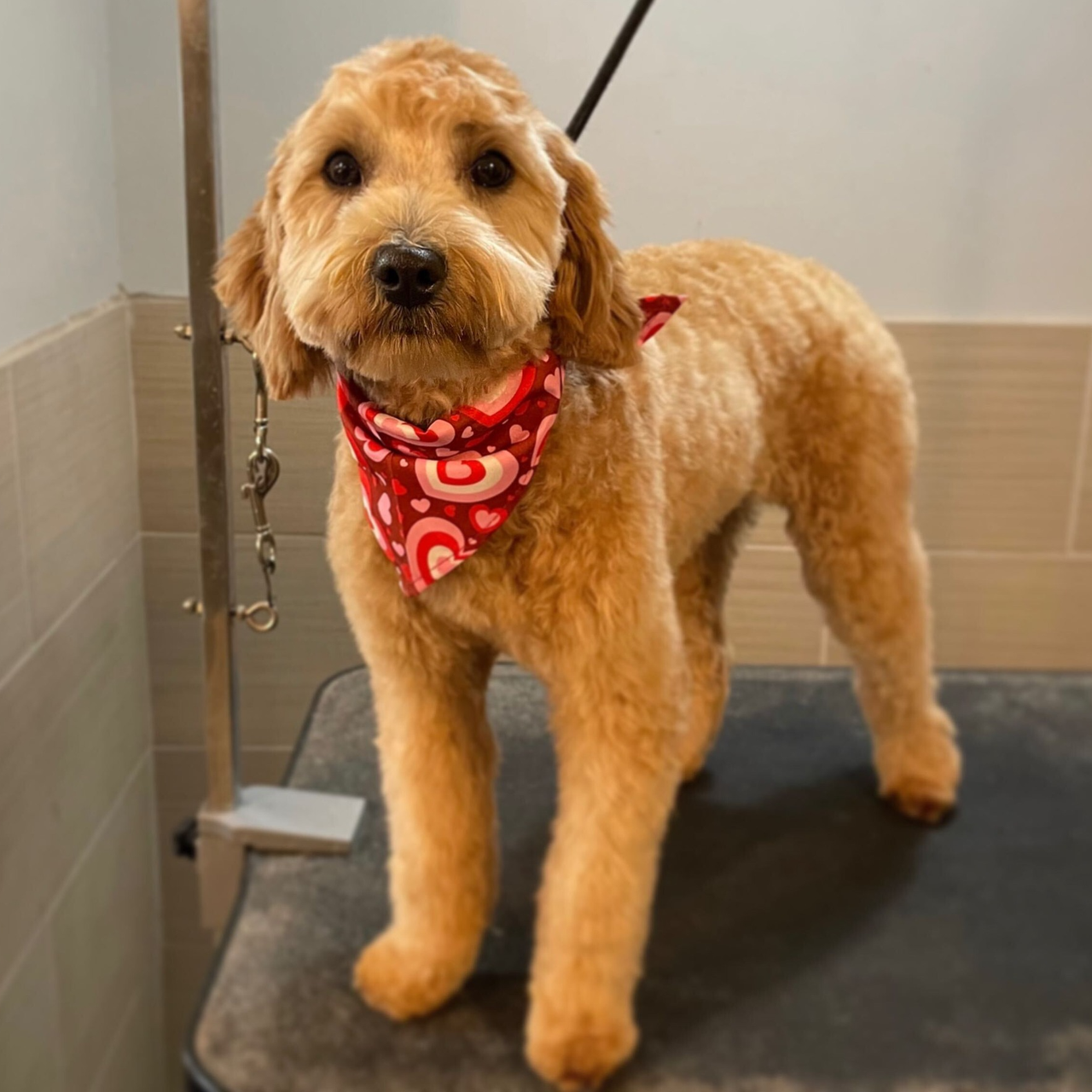 A fluffy brown dog with a red patterned bandana stands on a grooming table indoors, looking directly at the camera.