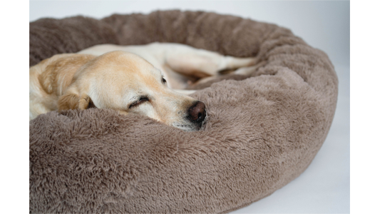 A yellow Labrador retriever peacefully sleeping in a large, fluffy brown dog bed.
