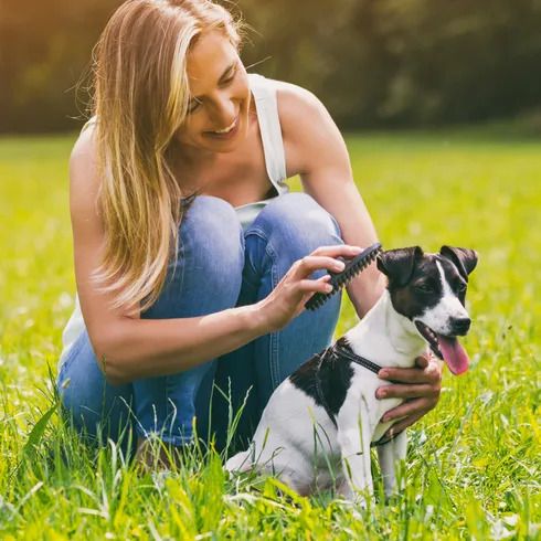 A woman kneels on grass while brushing a small black and white dog. The dog is sitting happily with its tongue out.