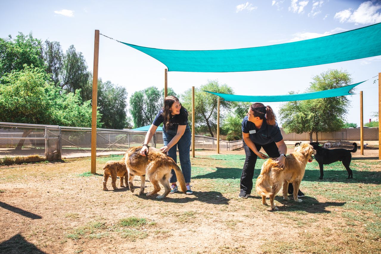 Two people playing with dogs under shaded canopies in a sunny outdoor area, surrounded by trees and a fence.