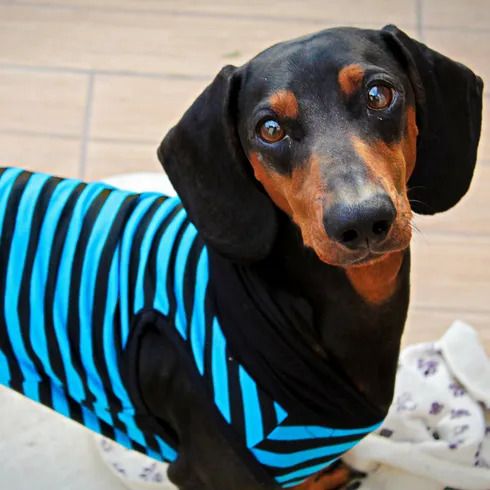Dachshund wearing a blue and black striped sweater, looking up with big eyes, standing on a tiled floor with a blanket nearby.
