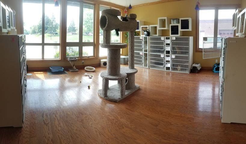 Bright room with large windows, cat furniture in the center, and cages along the walls on a wooden floor.