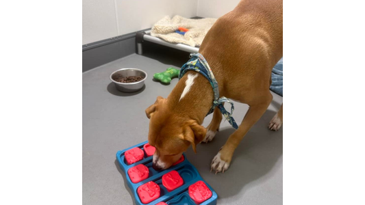 Brown dog wearing a patterned bandana engaging with an interactive treat puzzle toy inside a boarding suite