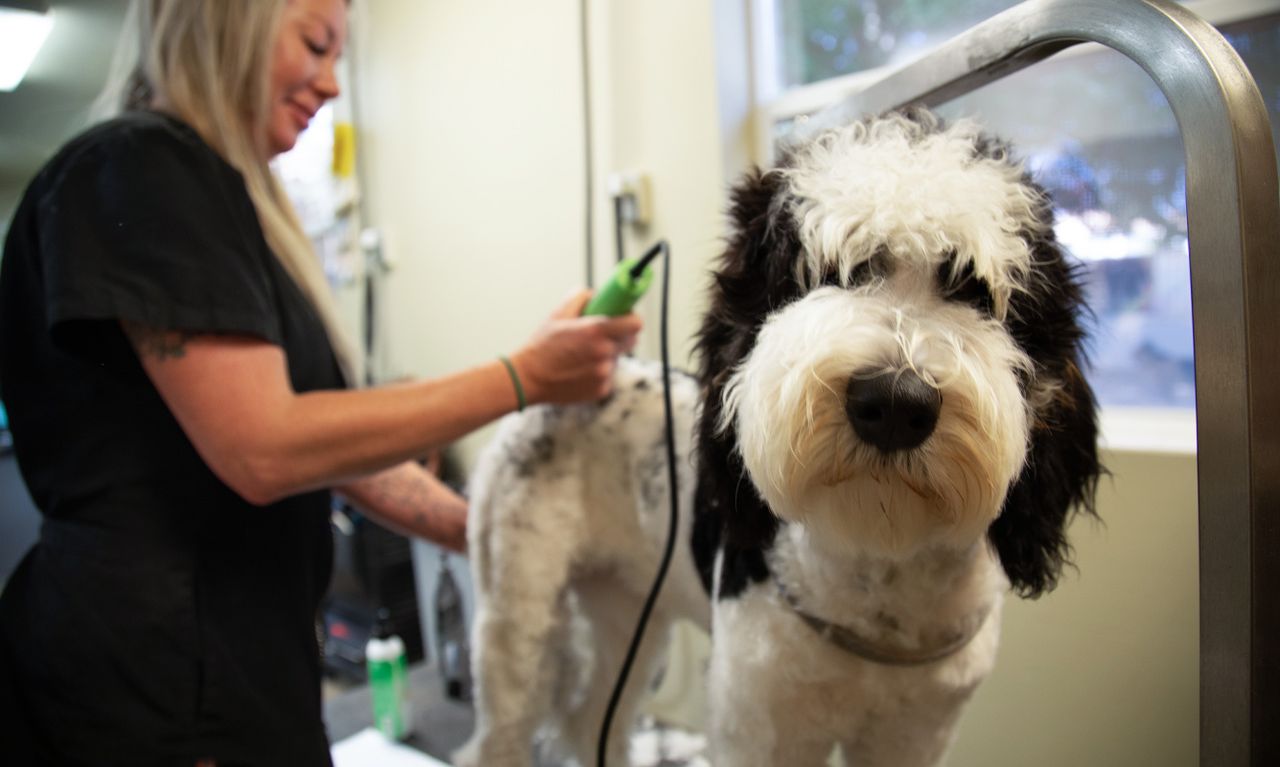 Dog being groomed on a table by a female groomer, with clippers in hand, in a well-lit room.