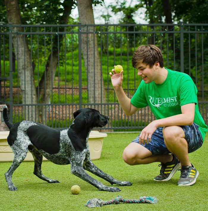 A Rivermist team member in a green shirt plays fetch with a black and white dog in a grassy yard, holding a tennis ball while the dog eagerly waits.