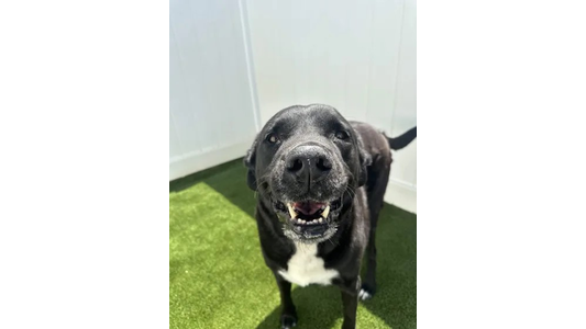 A happy black dog with a white chest stands on green grass, smiling with its mouth open, under bright sunlight.