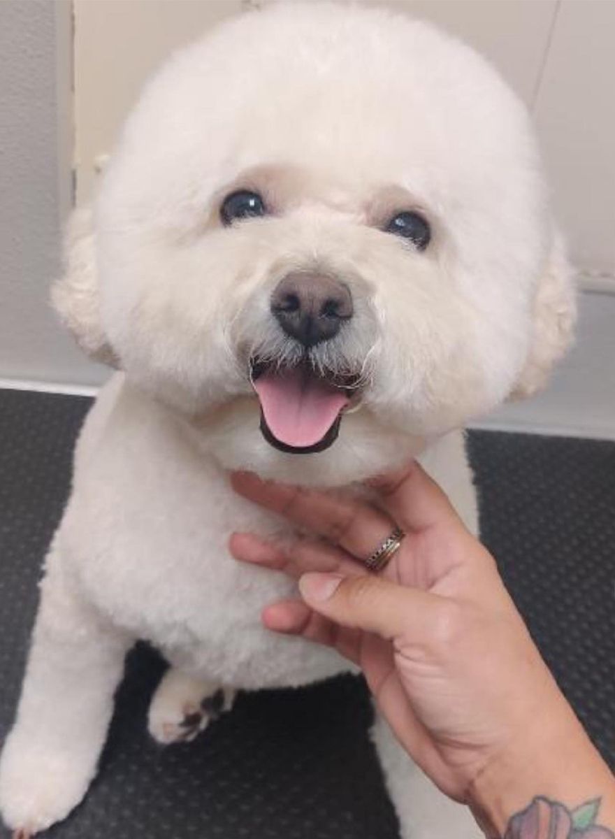 Fluffy white poodle with a round face, smiling with its tongue out. A hand is gently holding the dog's chin, showing a tattooed wrist.