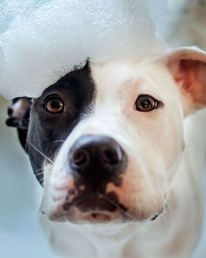 A pitbull with a black and white face looks directly at the camera, wearing a fluffy white foam cap on its head.