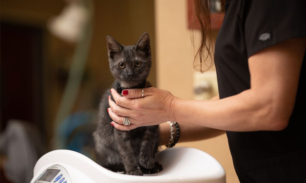 A person wearing a black shirt gently holds a small dark grey kitten sitting on a white digital veterinary scale