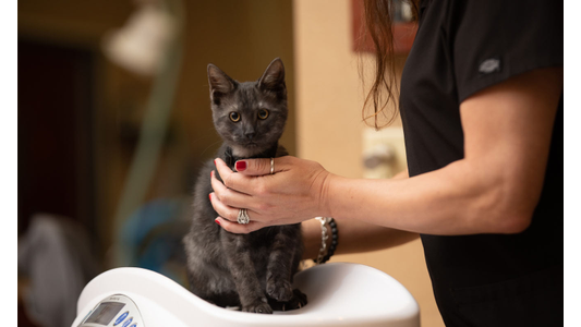 A small black kitten is being gently held by a person in black scrubs while sitting on a veterinary scale.