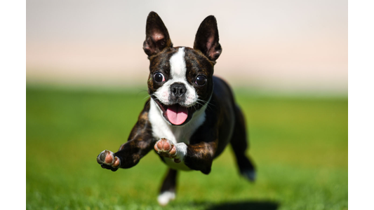 A joyful Boston Terrier runs energetically across a grassy field, its tongue out and ears perked up.
