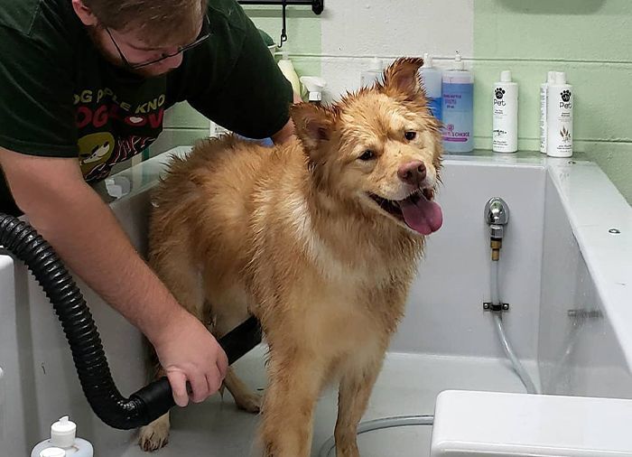 A wet, fluffy dog stands in a tub, getting dried with a hose by a person. The dog looks content with its tongue out.