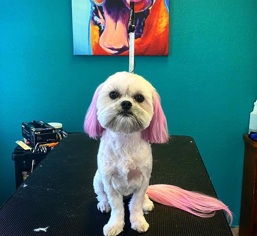 Small dog with pink ears and tail, sitting on a grooming table. A colorful painting is on the wall behind it.