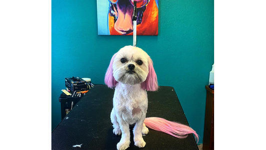 A small dog with pink ears and tail sits on a grooming table, with a colorful painting in the background.