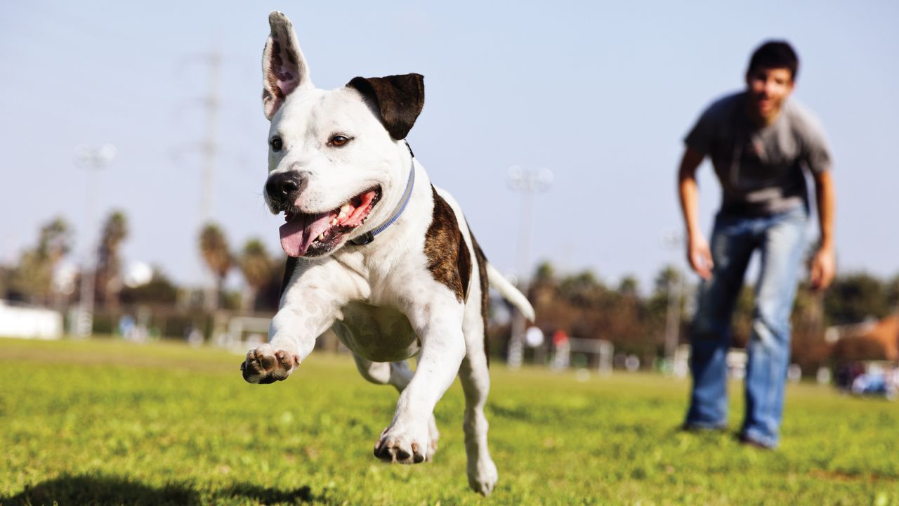 Energetic dog with a black and white coat joyfully runs on grass, ears flapping, with a smiling person in the background at a park.