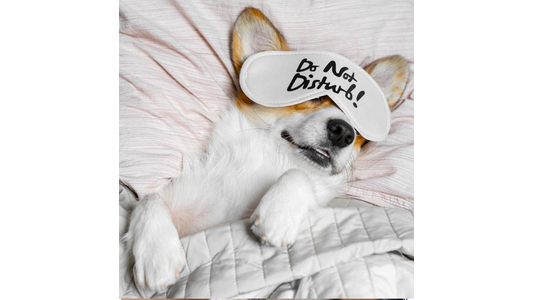 Corgi lying on its back in bed, wearing a sleep mask with "Do Not Disturb" written on it, covered with a quilt.